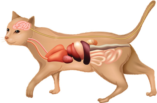 Illustration showing the anatomy of a cat