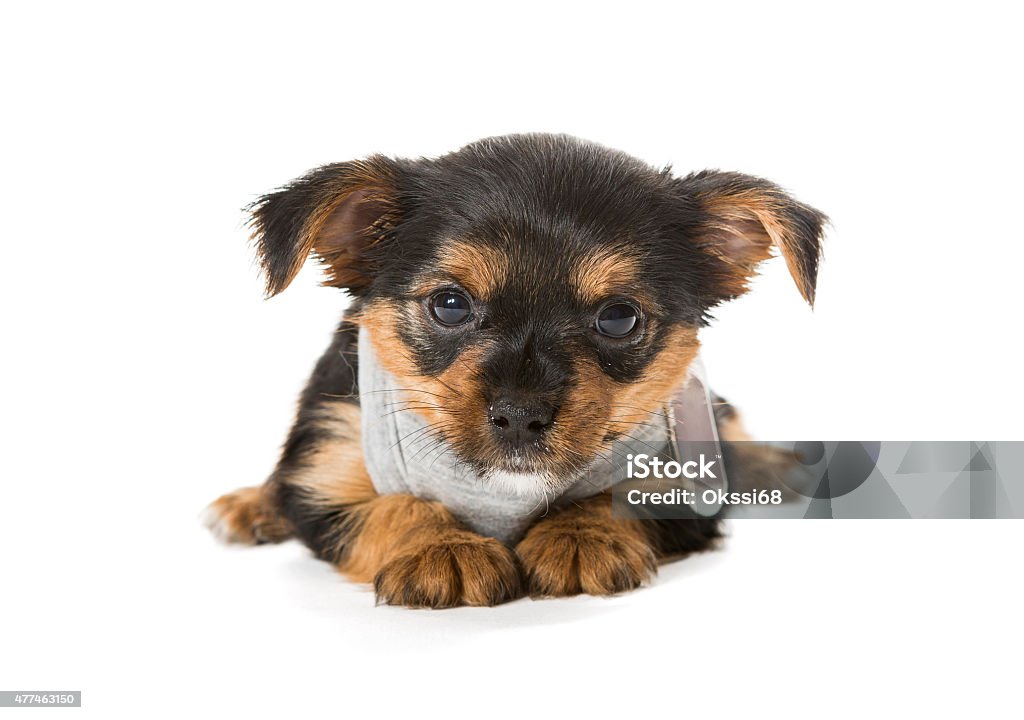 Small Yorkshire Terrier t-shirt Small Yorkshire Terrier t-shirt, isolated on white 2015 Stock Photo