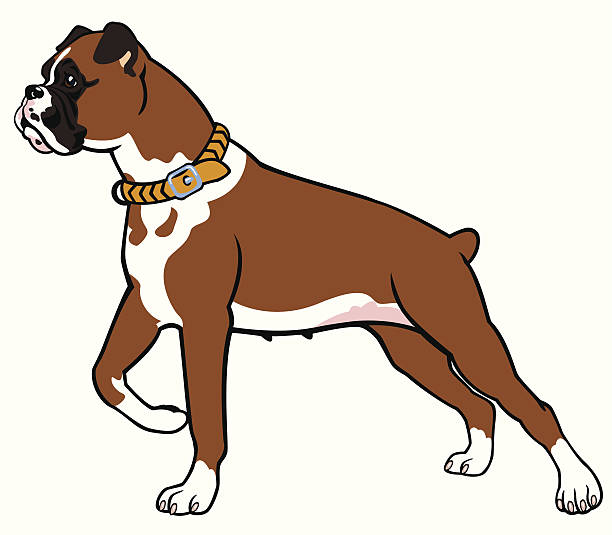 boxer dog dog boxer breed, standing pose, side view image isolated on white background boxer dog stock illustrations