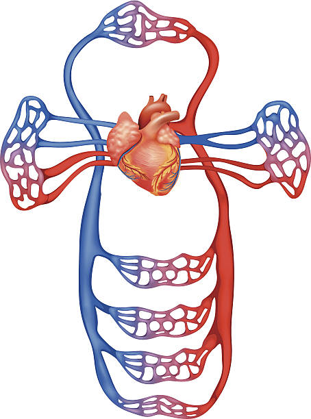Circulatory System Stock Illustration - Download Image Now - Pulmonary  Circulation, Aorta, Building Exterior - iStock