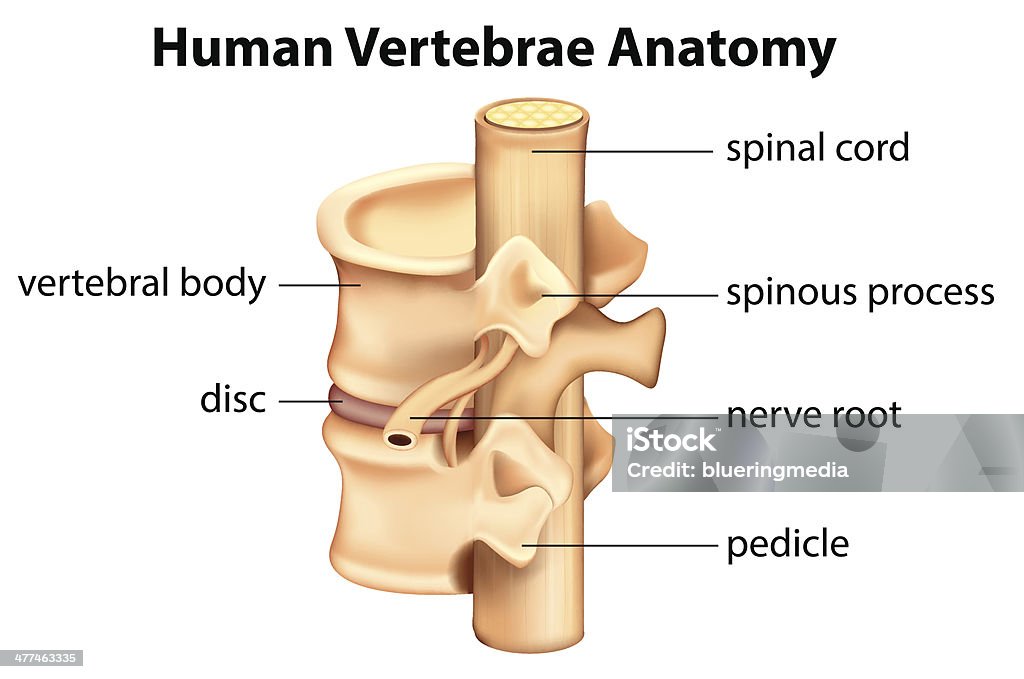 Menschliche Anatomie Vertebrae - Lizenzfrei Rückenmarks-Nervenwurzelfortsatz Vektorgrafik