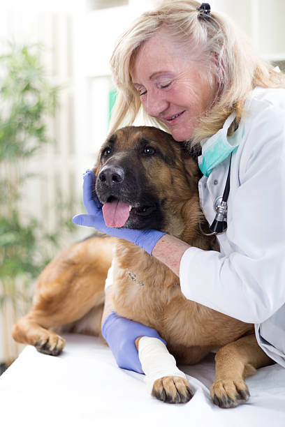 istock senior veterinarian hugging German Shepherd in the office 477463679