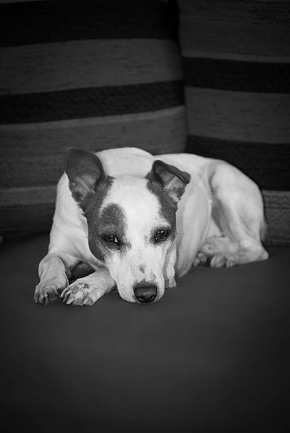 istock Jack Russel Portrait, black and white 477466825
