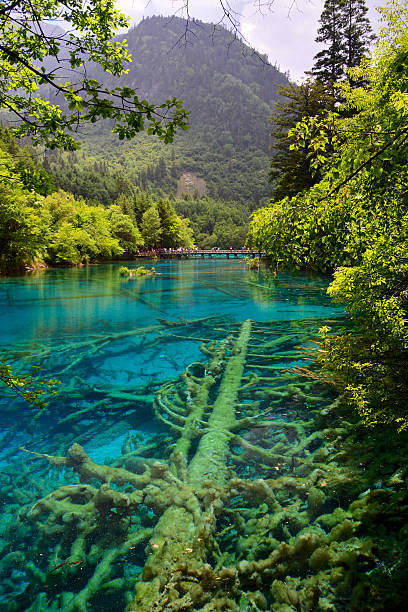 park narodowy jiuzhaigou wody - natural landmark outdoors vertical saturated color zdjęcia i obrazy z banku zdjęć