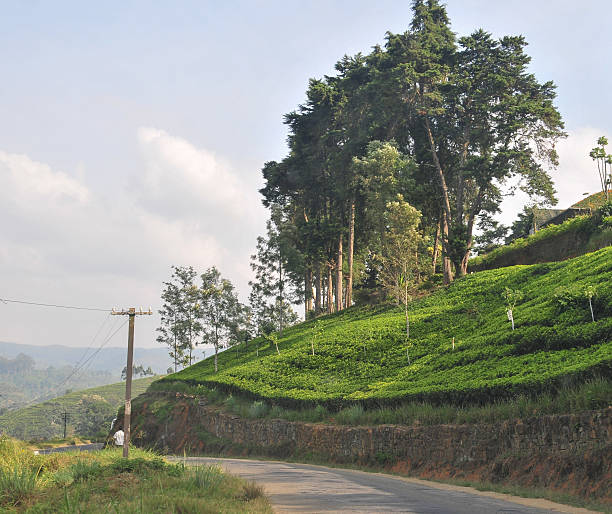 istock Landscape with tea plantations 477469046