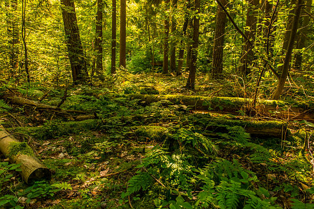 istock Beautiful wilderness forest green fallen broken trees lush decay 477469342
