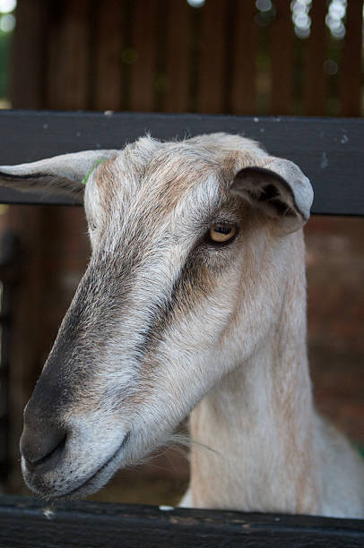 istock Goat at Home Farm, Tatton Park, Knutsford 477469745