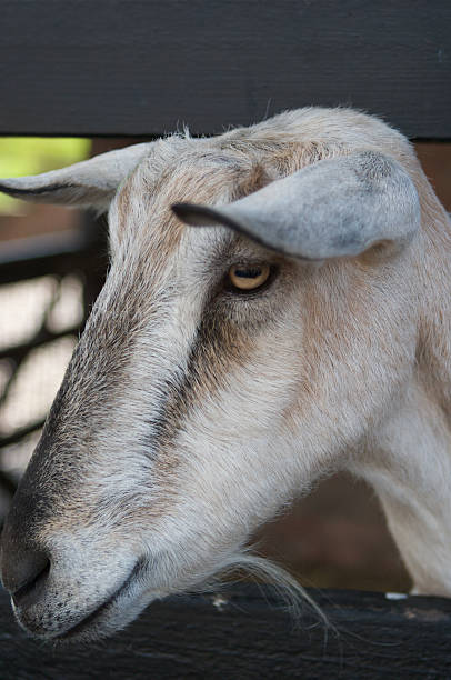 istock Goat at Home Farm, Tatton Park, Knutsford 477469751