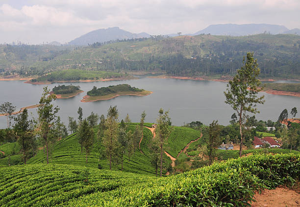 istock Landscape with tea plantations 477469806