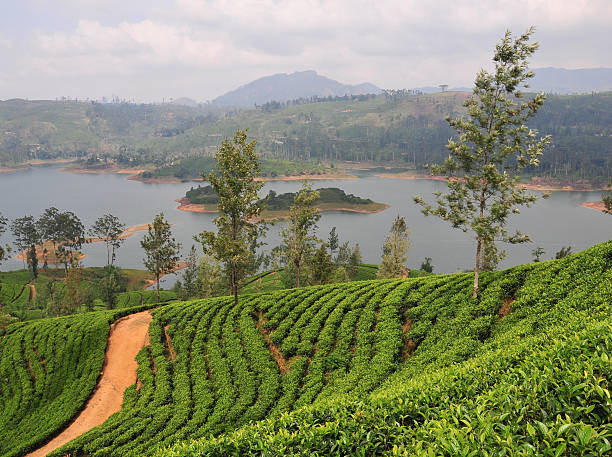 istock Landscape with tea plantations 477470782