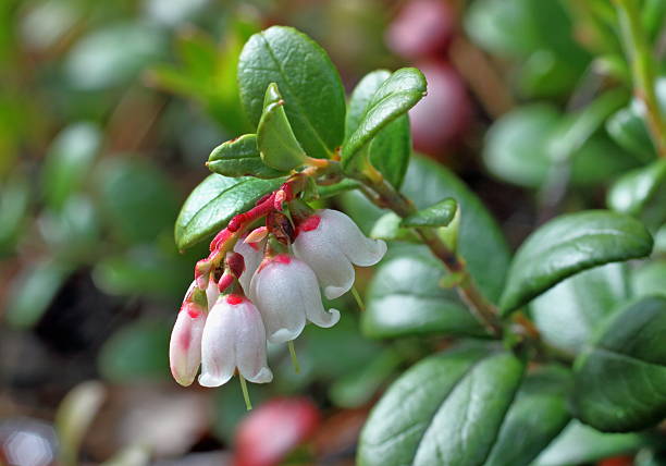 istock Cowberry bush with flowers 477470924