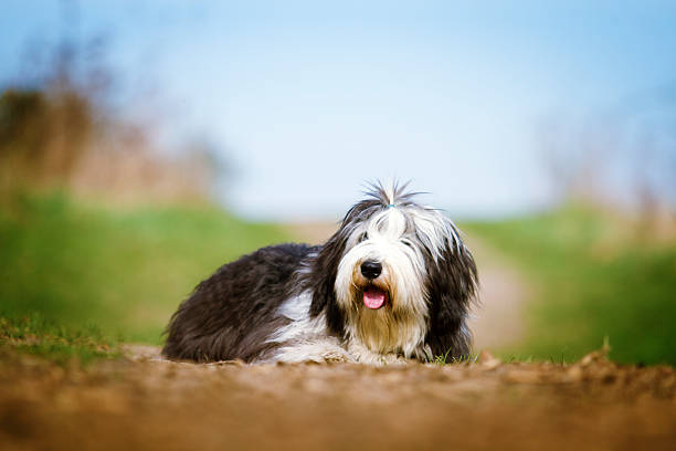 schöne lustige bartcollie hund welpen rela old english sheepdog - old english sheepdog stock-fotos und bilder