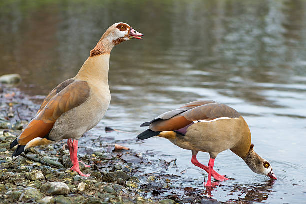 istock Egyptian Goose 477473153