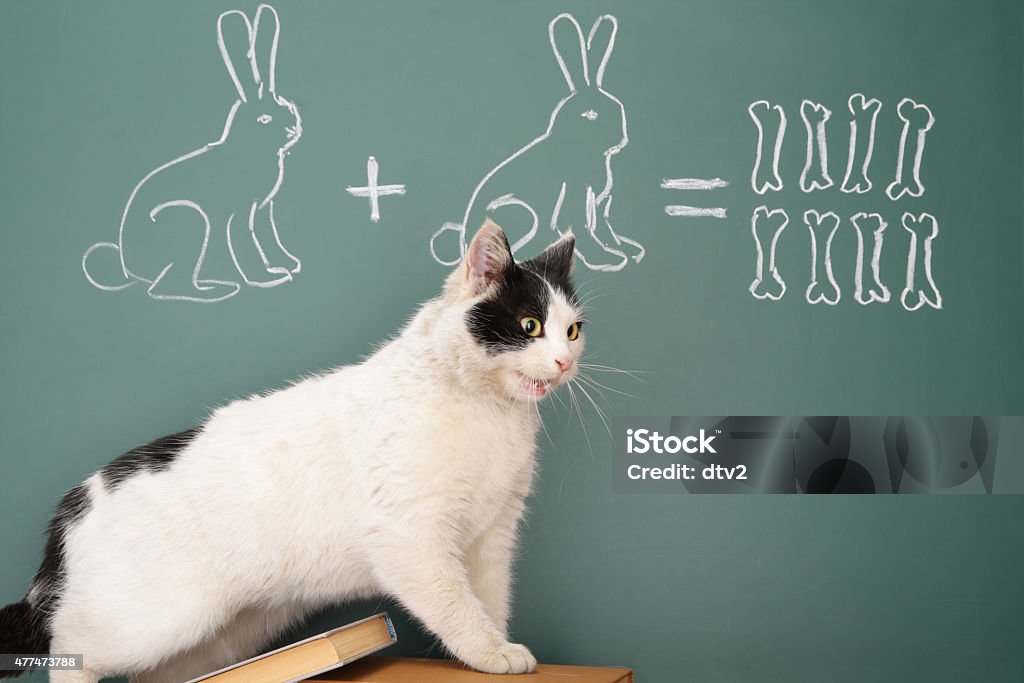 Arithmetic Education idea joke about dreamy cat studying arithmetic 2015 Stock Photo