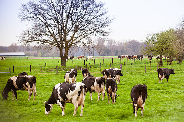 istock Cows on meadow with green grass. Grazing calves 477473817
