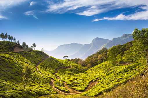 Bright and vivid landscape of green tea plantations in India (Kerala, Munnar).