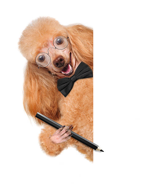istock dog with glasses and with pencil behind a white banner 477474683