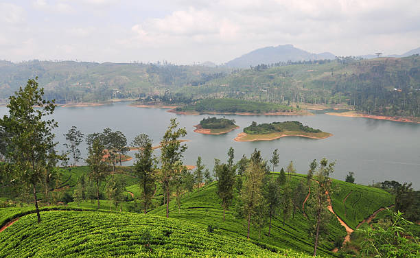 istock Landscape with tea plantations 477475186