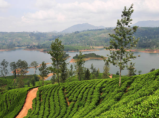 istock Landscape with tea plantations 477475188