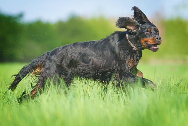 Bela jovem divertido setter gordon cães Filhote de cachorro correndo e caça - foto de acervo