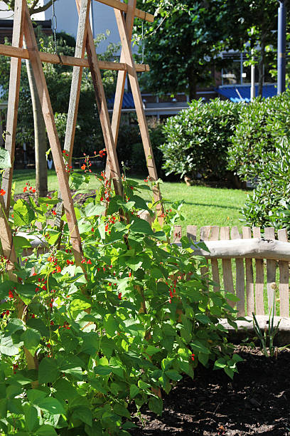 istock Cottage garden with vegetables: beans. 477475897
