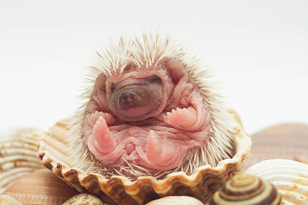 cute rodent african pygmy hedgehog baby