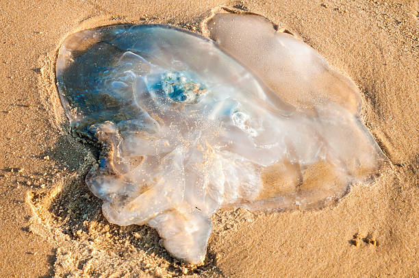 medusa deitada na praia de areia. - dead animal fotos - fotografias e filmes do acervo