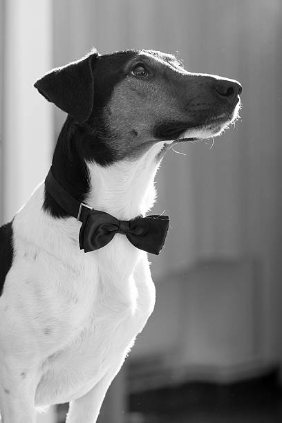 istock cute Terrier wearing a formal black bow tie 477476637