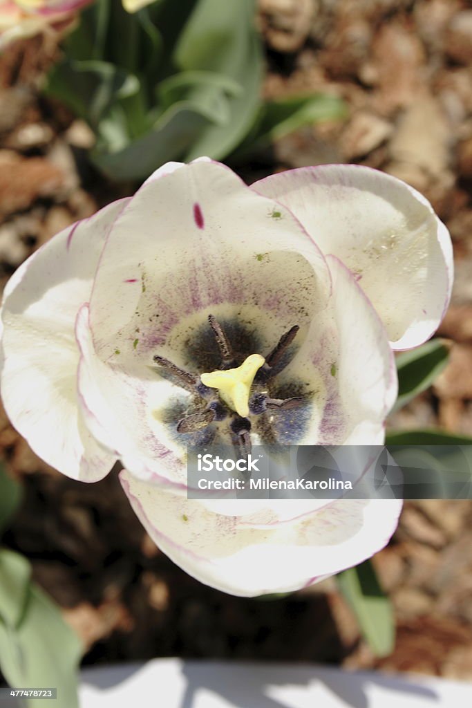 Tulipa - Foto de stock de Amor royalty-free