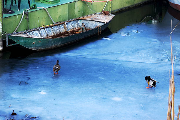Two ducks on the frozen sea stock photo