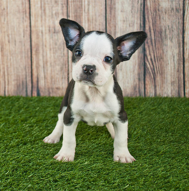 istock Frenchton Puppy 477479786