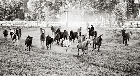 2 Cowboys bringing in a herd of wild horses.  Copy Space.  Small Grain.