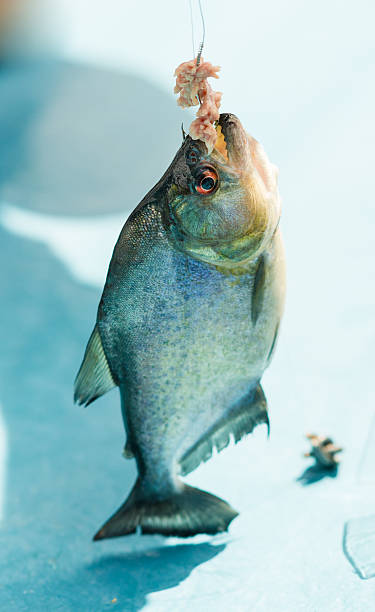 istock Closeup of Piranha Showing Sharp Teeth Caught in Amazon River 477479896