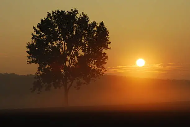 Rising sun with tree in the fog 