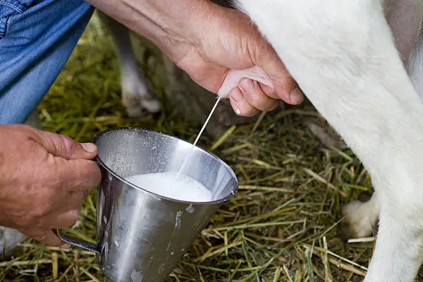 Photo of Goat milking