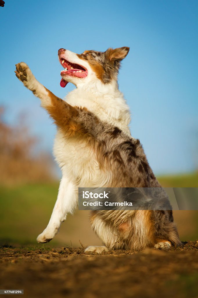 beautiful fun australian shepherd dog border collie merle paws 2015 Stock Photo