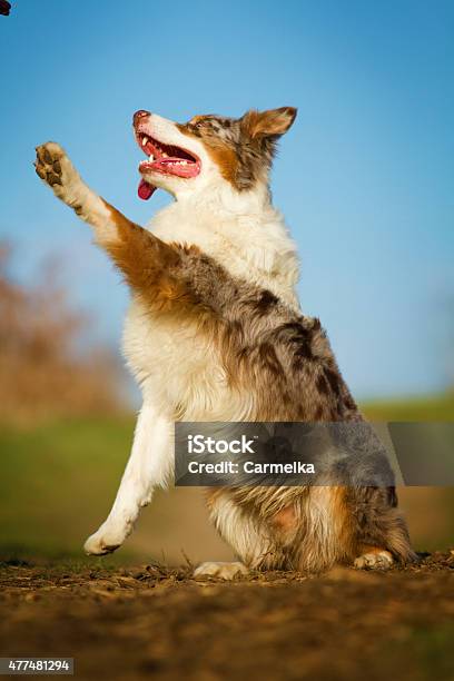 Beautiful Fun Australian Shepherd Dog Border Collie Merle Paws Stock Photo - Download Image Now