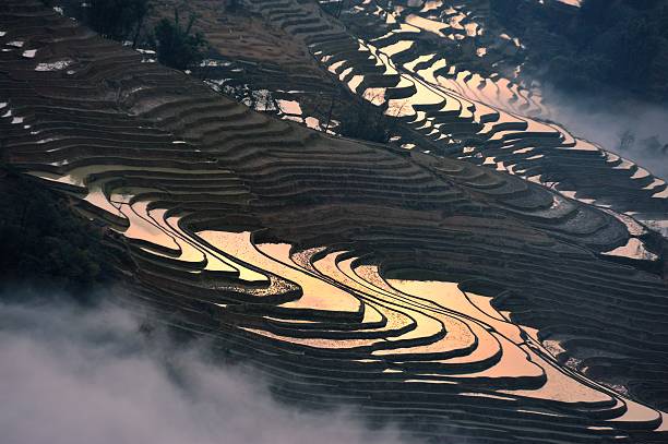 clair et ombre sur la terrasse champs 003 - agriculture artificial yunnan province china photos et images de collection