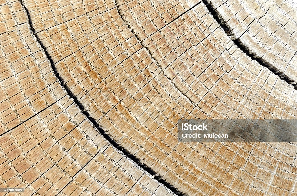 Hardwood log Close up of hardwood log with cracks. Aging Process Stock Photo