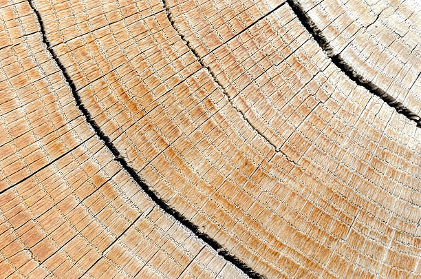 Hardwood log stock photo