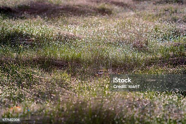 Mountain Dew Stock Photo - Download Image Now - 2015, Cold Drink, Dew