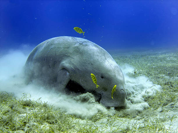 istock Dugongo Sea Cow while digging sand for food 477482865