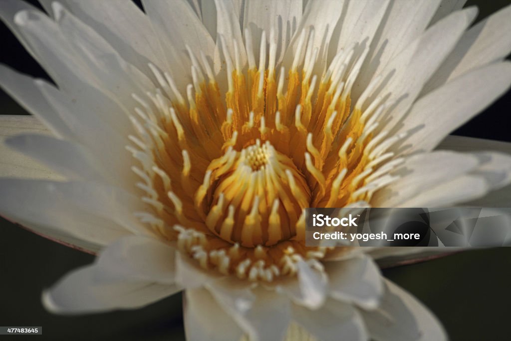 White Water Lily, Lotus, Nymphaea pubescens Weiß - Lizenzfrei Blatt - Pflanzenbestandteile Stock-Foto