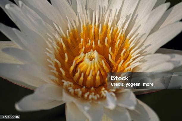 Nenúfar Blanco White Lotus Nymphaea Pubescens Foto de stock y más banco de imágenes de Fotografía - Imágenes - Fotografía - Imágenes, Hoja, Horizontal