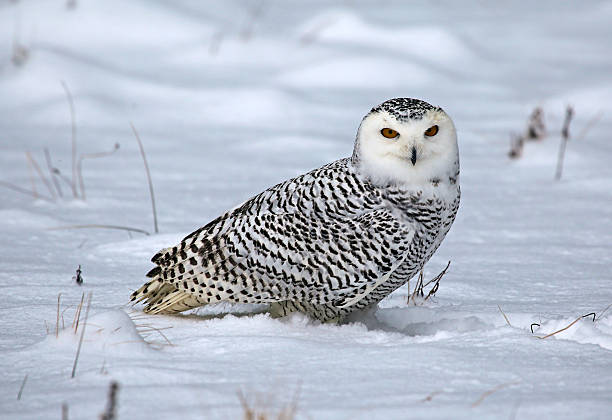 istock Snowy Owl in the Snow 477484395