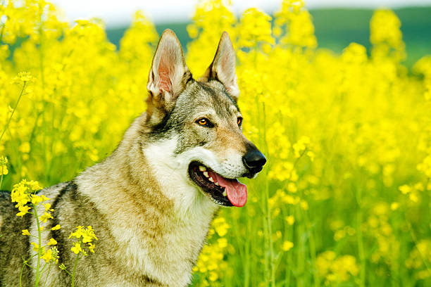 Bela jovem Czechoslovakian wolfdog cão Saarloos Wolfhound p - foto de acervo