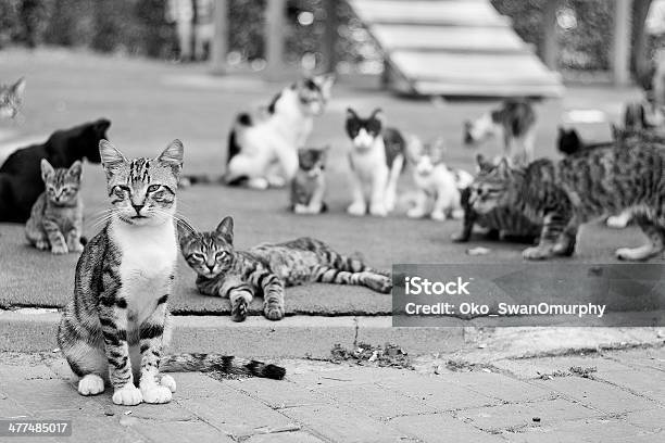 Los Gatos Foto de stock y más banco de imágenes de Gato doméstico - Gato doméstico, Grupo de animales, Grupo grande de objetos