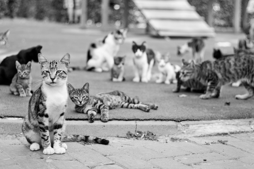 Large group of cats - outdoor - black and white