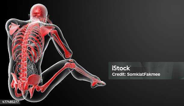 Red Skeleton Back View Stock Photo - Download Image Now - Anatomy, Computer Graphic, Digitally Generated Image