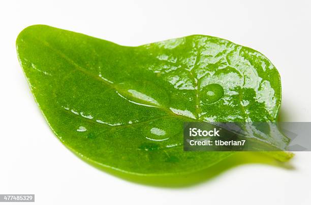 Baby Spinach Stock Photo - Download Image Now - Biology, Close-up, Condiment